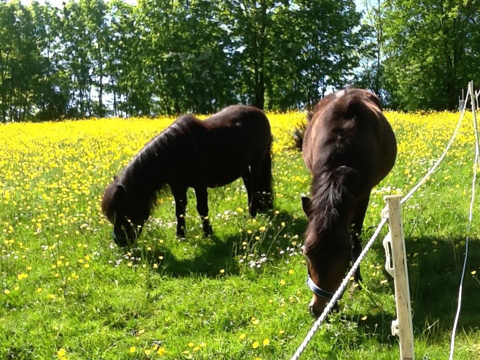 Ostsee Reetkate Langballig Kültér fotó